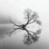 solitary-tree-reflected-in-calm-waters-stockpack-adobe-stock